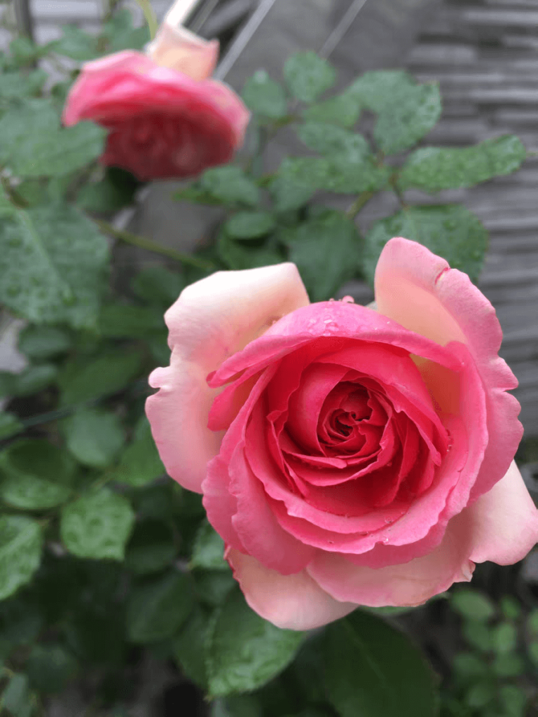 pretty in pink eden climbing rose 